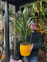 Load image into Gallery viewer, Aspidistra elatior / Cast Iron Plant - 19cm Pot - *Local Delivery or Local Pick Up Only*
