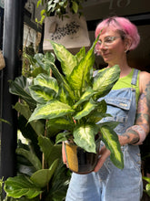 Load image into Gallery viewer, Dieffenbachia Camilla / Dumb Cane

