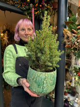 Load image into Gallery viewer, Picea glauca December / Dwarf Conifer - 17cm Pot
