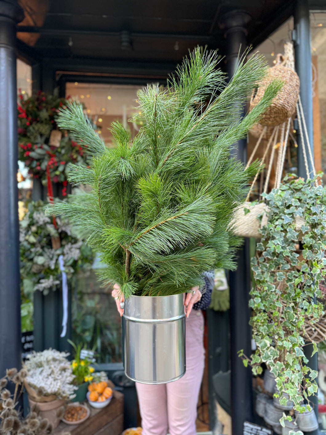 Pinus sylvestris Foliage / Scot's Pine - Price Per Bunch or Bundle