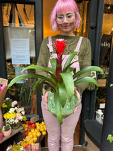 Load image into Gallery viewer, Guzmania Hope / Bromeliad
