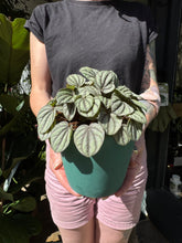 Load image into Gallery viewer, Peperomia mystique / Radiator Plant
