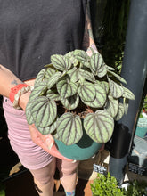 Load image into Gallery viewer, Peperomia mystique / Radiator Plant
