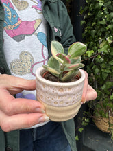 Load image into Gallery viewer, Crassula ovata Variegata / Variegated Jade Plant
