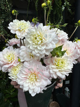 Load image into Gallery viewer, Dahlia Silver Years - Price Per Bunch
