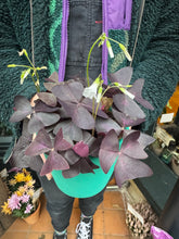 Load image into Gallery viewer, Oxalis triangularis / Purple Shamrock
