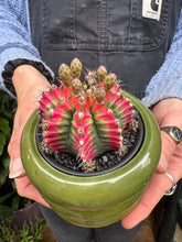 Load image into Gallery viewer, Gymnocalycium mihanovichii Variegata / Oriental Moon Cactus

