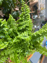 Load image into Gallery viewer, Nephrolepis exaltata Vitale / Boston Fern
