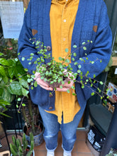 Load image into Gallery viewer, Muehlenbeckia complexa / Maidenhair Vine
