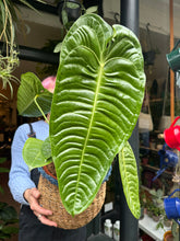 Load image into Gallery viewer, Anthurium veitchii / King Anthurium - *Local Delivery or Local Pick Up Only*
