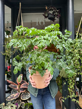 Load image into Gallery viewer, Radermachera sinica / China Doll Plant / Emerald Tree - *Local Delivery or Local Pick Up Only*
