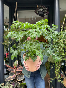 Radermachera sinica / China Doll Plant / Emerald Tree - *Local Delivery or Local Pick Up Only*