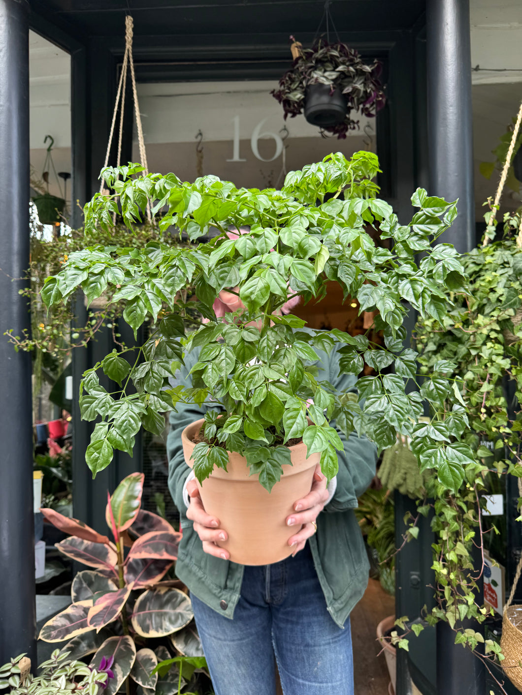 Radermachera sinica / China Doll Plant / Emerald Tree - *Local Delivery or Local Pick Up Only*