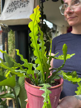 Load image into Gallery viewer, Epiphyllum anguliger / Fishbone Cactus - 11cm Pot
