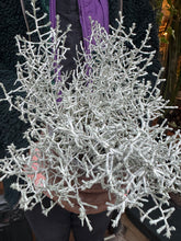 Load image into Gallery viewer, Calocephalus brownii / Cushion Bush
