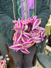 Load image into Gallery viewer, Tradescantia Pink Paradise / Inch Plant
