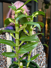 Load image into Gallery viewer, Dendrobium nobile / Nobile Dendrobium / Orchid
