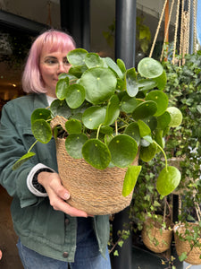 Pilea peperomioides / Chinese Money Plant - 17cm Pot