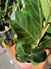 Load image into Gallery viewer, Ficus lyrata / Fiddle Leaf Fig - *Local Delivery or Local Pick Up Only*
