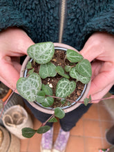 Load image into Gallery viewer, Ceropegia woodii 6cm Pot - String of Hearts

