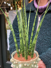 Load image into Gallery viewer, Sansevieria trifasciata Fernwood Mikado 9cm Pot - Snake Plant
