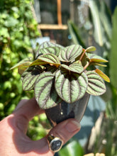 Load image into Gallery viewer, Peperomia Piccolo Banda / Radiator Plant
