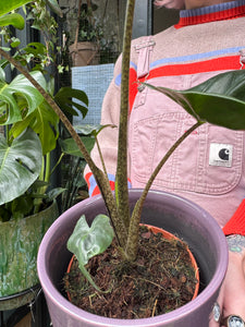 Alocasia macrorrhiza Stingray / Elephant Ear