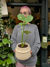 Load image into Gallery viewer, Monstera Thai Constellation / Variegated Cheese Plant
