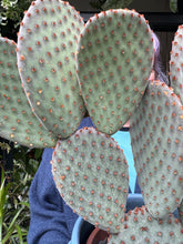 Load image into Gallery viewer, Opuntia macrocalyx / Bunny Ear / Polka Dot Cactus
