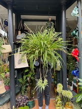 Load image into Gallery viewer, Chlorophytum comosum Variegatum / Spider Plant XL

