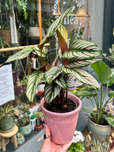Load image into Gallery viewer, Calathea majestica whitestar / Prayer Plant
