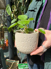 Load image into Gallery viewer, Pilea peperomioides / Chinese Money Plant
