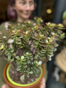 Crassula ovata Minor - *Local Delivery or Local Pick Up Only*
