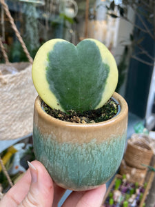 Hoya kerrii variegata- Sweetheart Hoya