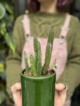 Load image into Gallery viewer, Stapelia leendertziae - Pickle Plant
