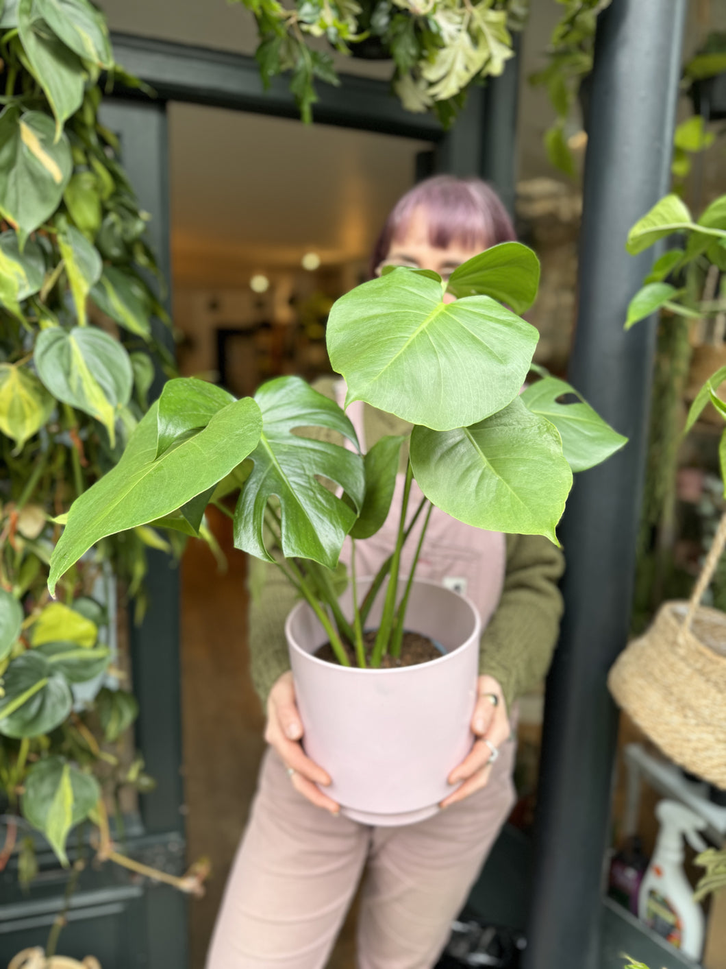 Monstera deliciosa 17cm Pot - *Local Delivery or Local Pick Up Only*