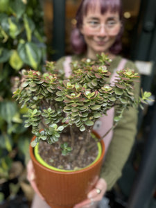 Crassula ovata Minor - *Local Delivery or Local Pick Up Only*