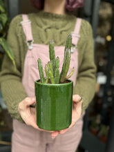 Load image into Gallery viewer, Stapelia leendertziae - Pickle Plant
