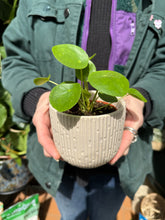 Load image into Gallery viewer, Pilea peperomioides / Chinese Money Plant
