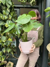 Load image into Gallery viewer, Monstera deliciosa 17cm Pot - *Local Delivery or Local Pick Up Only*
