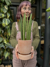 Load image into Gallery viewer, Sansevieria cylindrica Mikado / Snake Plant
