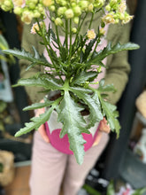 Load image into Gallery viewer, Kalanchoe blossfeldiana - *Local Delivery or Local Pick Up Only*

