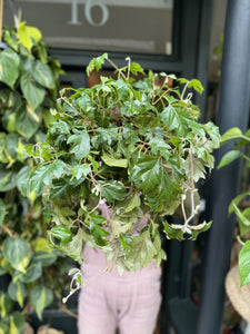 Cissus rhombifolia Ellen Danica / Grape Ivy
