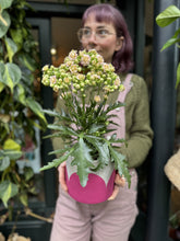 Load image into Gallery viewer, Kalanchoe blossfeldiana - *Local Delivery or Local Pick Up Only*
