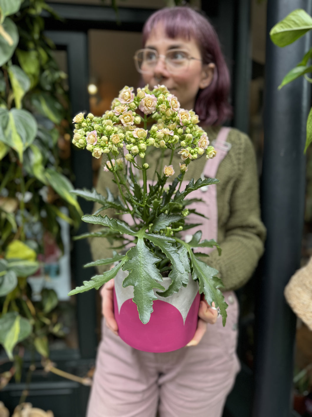 Kalanchoe blossfeldiana - *Local Delivery or Local Pick Up Only*