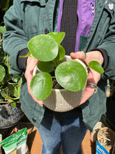 Load image into Gallery viewer, Pilea peperomioides - Chinese Money Plant
