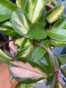 Hoya carnosa Tricolor - Wax Plant