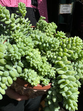Load image into Gallery viewer, Sedum burrito / Burro's Tail - *Local Delivery or Local Pick Up Only*
