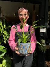 Load image into Gallery viewer, Alocasia Tiny Dancer / Elephant Ear
