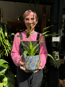 Alocasia Tiny Dancer / Elephant Ear